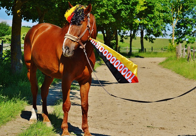 荷兰vs立陶宛：范戴克、德利赫特、哈维-西蒙斯首发