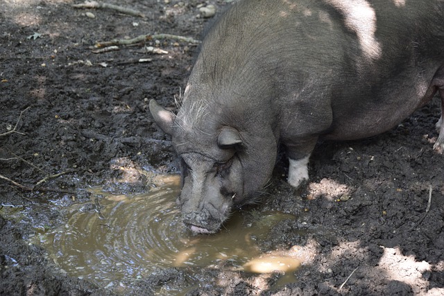 NBA每日最佳：唐斯35+18大号两双，穆雷52分赛季新高